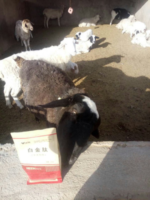 拜特威牛羊催肥王 科學增重，廠家直銷，助您養殖效益倍增